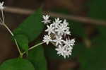 Fourleaf milkweed